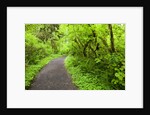 Trail in Silver Falls State Park by Anonymous
