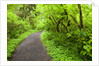 Trail in Silver Falls State Park by Anonymous