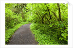 Trail in Silver Falls State Park by Anonymous
