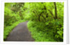 Trail in Silver Falls State Park by Anonymous