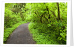 Trail in Silver Falls State Park by Anonymous
