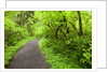 Trail in Silver Falls State Park by Anonymous