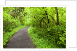 Trail in Silver Falls State Park by Anonymous