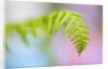 Closeup of fern in Mt. Hood, Oregon by Anonymous