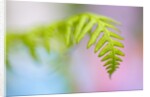 Closeup of fern in Mt. Hood, Oregon by Anonymous