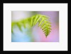 Closeup of fern in Mt. Hood, Oregon by Anonymous