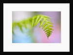 Closeup of fern in Mt. Hood, Oregon by Anonymous