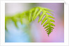 Closeup of fern in Mt. Hood, Oregon by Anonymous