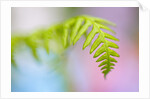 Closeup of fern in Mt. Hood, Oregon by Anonymous
