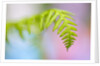 Closeup of fern in Mt. Hood, Oregon by Anonymous