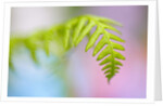 Closeup of fern in Mt. Hood, Oregon by Anonymous
