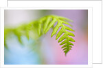 Closeup of fern in Mt. Hood, Oregon by Anonymous
