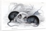 Black rat caught in trap by Anonymous