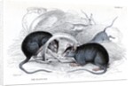 Black rat caught in trap by Anonymous