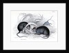 Black rat caught in trap by Anonymous