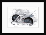 Black rat caught in trap by Anonymous