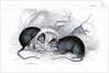 Black rat caught in trap by Anonymous
