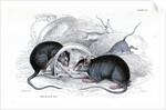 Black rat caught in trap by Anonymous