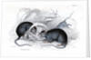 Black rat caught in trap by Anonymous