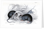 Black rat caught in trap by Anonymous