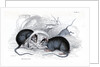 Black rat caught in trap by Anonymous