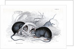 Black rat caught in trap by Anonymous