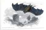 Greater horse-shoe bat in flight by Anonymous