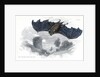 Greater horse-shoe bat in flight by Anonymous