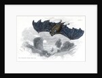 Greater horse-shoe bat in flight by Anonymous