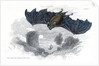 Greater horse-shoe bat in flight by Anonymous
