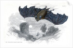 Greater horse-shoe bat in flight by Anonymous