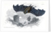 Greater horse-shoe bat in flight by Anonymous