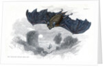 Greater horse-shoe bat in flight by Anonymous