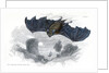 Greater horse-shoe bat in flight by Anonymous