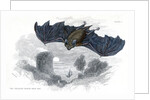 Greater horse-shoe bat in flight by Anonymous