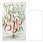 Cayenne pepper plant by Anonymous