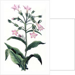 Tobacco plant by Anonymous