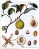 Nutmeg plant by Anonymous
