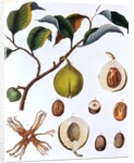 Nutmeg plant by Anonymous