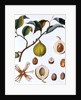 Nutmeg plant by Anonymous