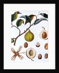 Nutmeg plant by Anonymous