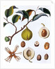 Nutmeg plant by Anonymous