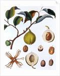 Nutmeg plant by Anonymous