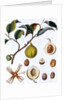 Nutmeg plant by Anonymous