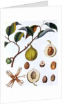 Nutmeg plant by Anonymous