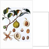 Nutmeg plant by Anonymous
