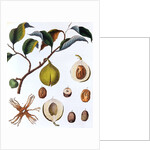 Nutmeg plant by Anonymous