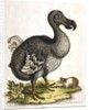 Dodo and guinea pig by Anonymous