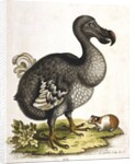 Dodo and guinea pig by Anonymous