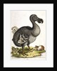 Dodo and guinea pig by Anonymous